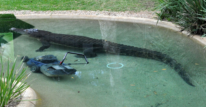 В Австралии крокодил украл газонокосилку